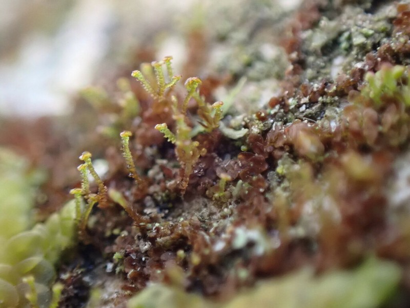 Frullania bolanderi photo 4