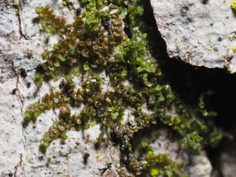 Frullania bolanderi photo 5