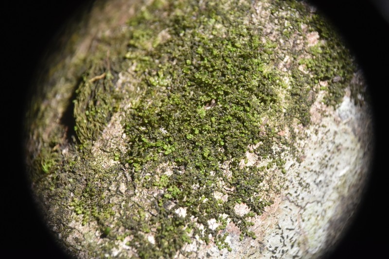 Frullania bolanderi photo 6