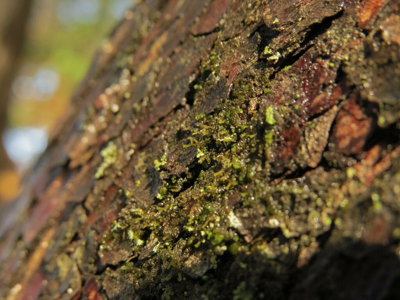 Frullania bolanderi photo 7