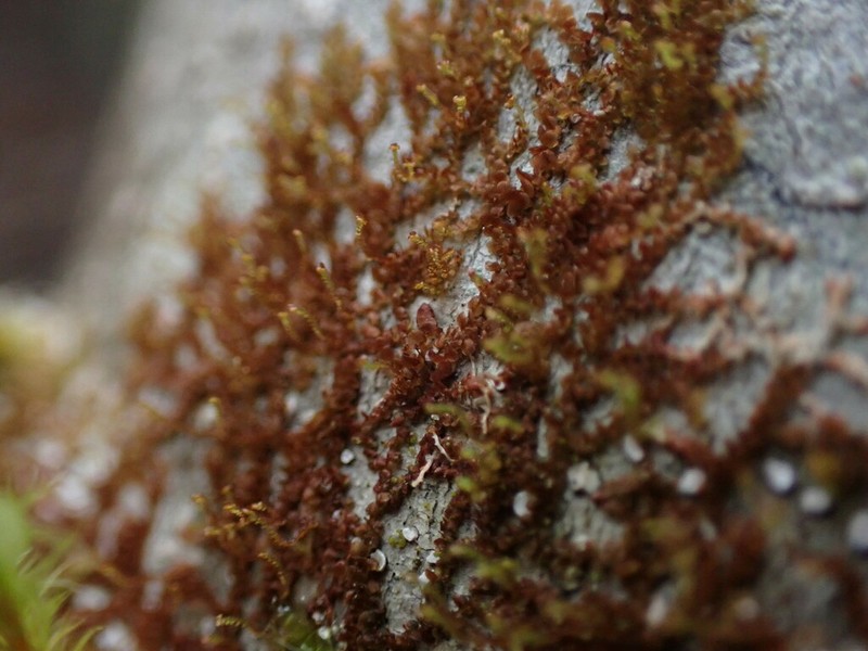 Frullania bolanderi photo 8