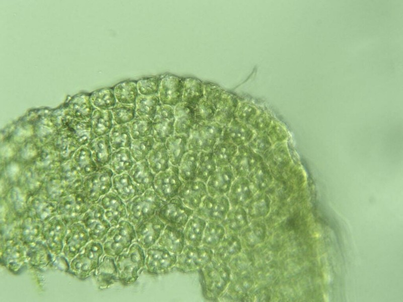 Frullania brittoniae