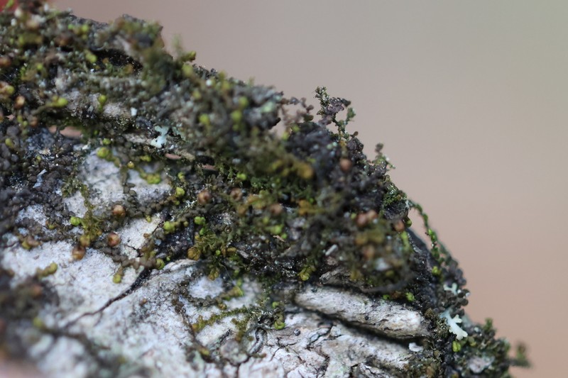 Frullania brittoniae photo 2