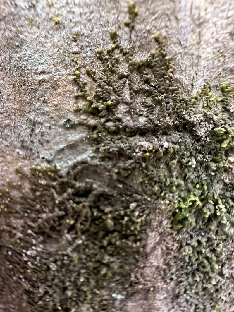 Frullania brittoniae photo 3