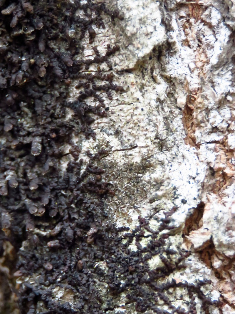 Frullania brittoniae photo 4