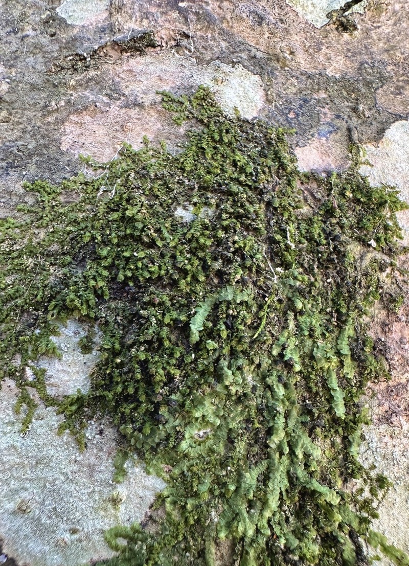 Frullania brittoniae photo 5