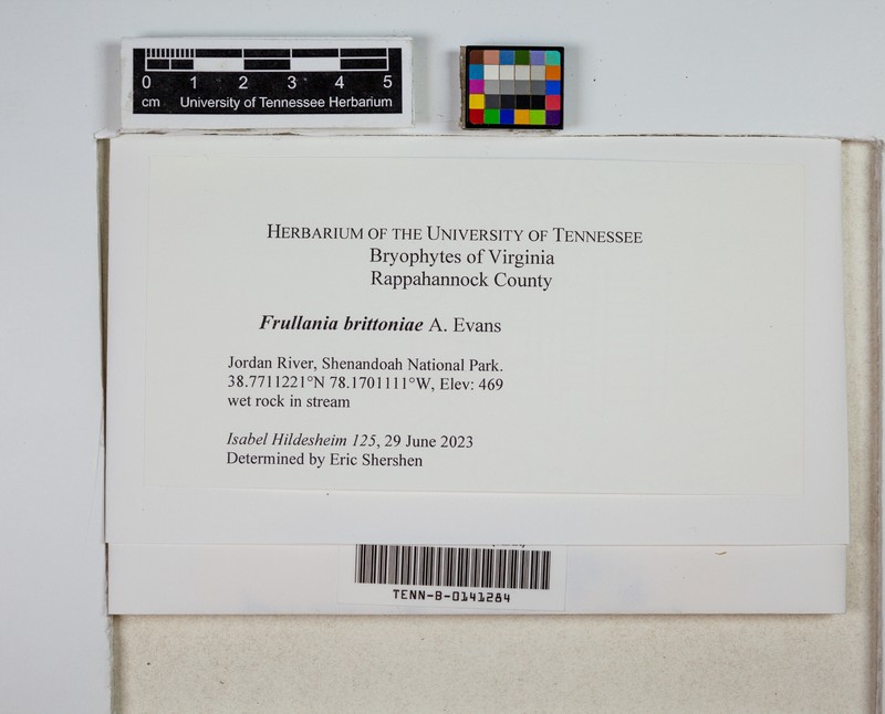 Frullania brittoniae photo 7