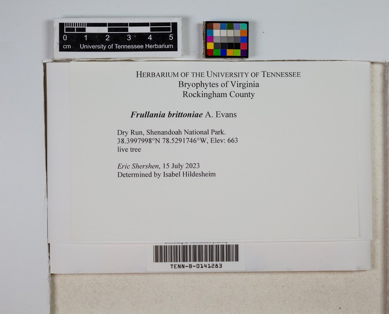 Frullania brittoniae photo 8