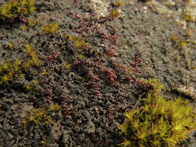 Frullania californica