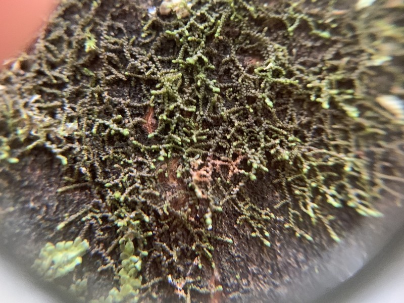 Frullania californica photo 2