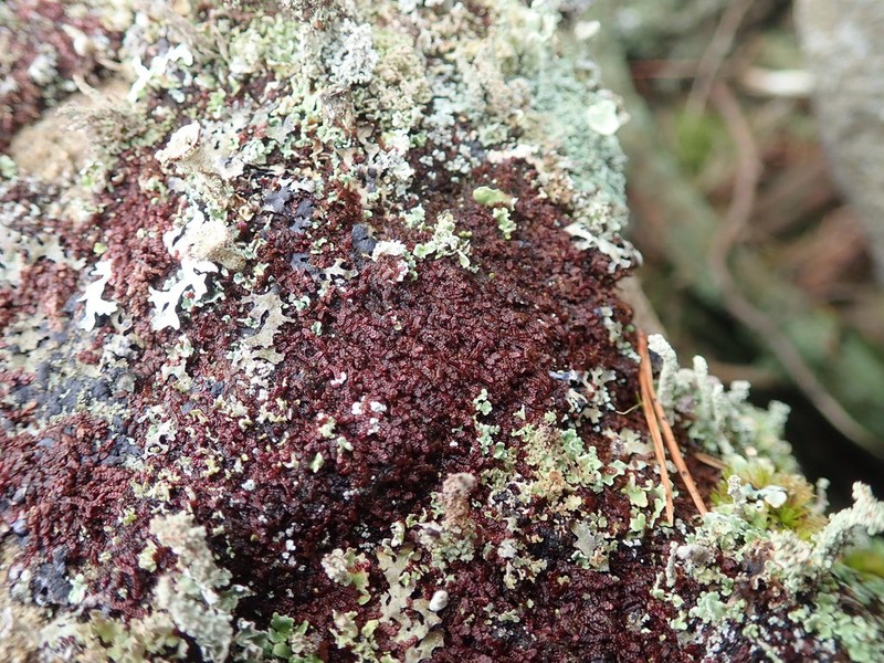 Frullania californica photo 3