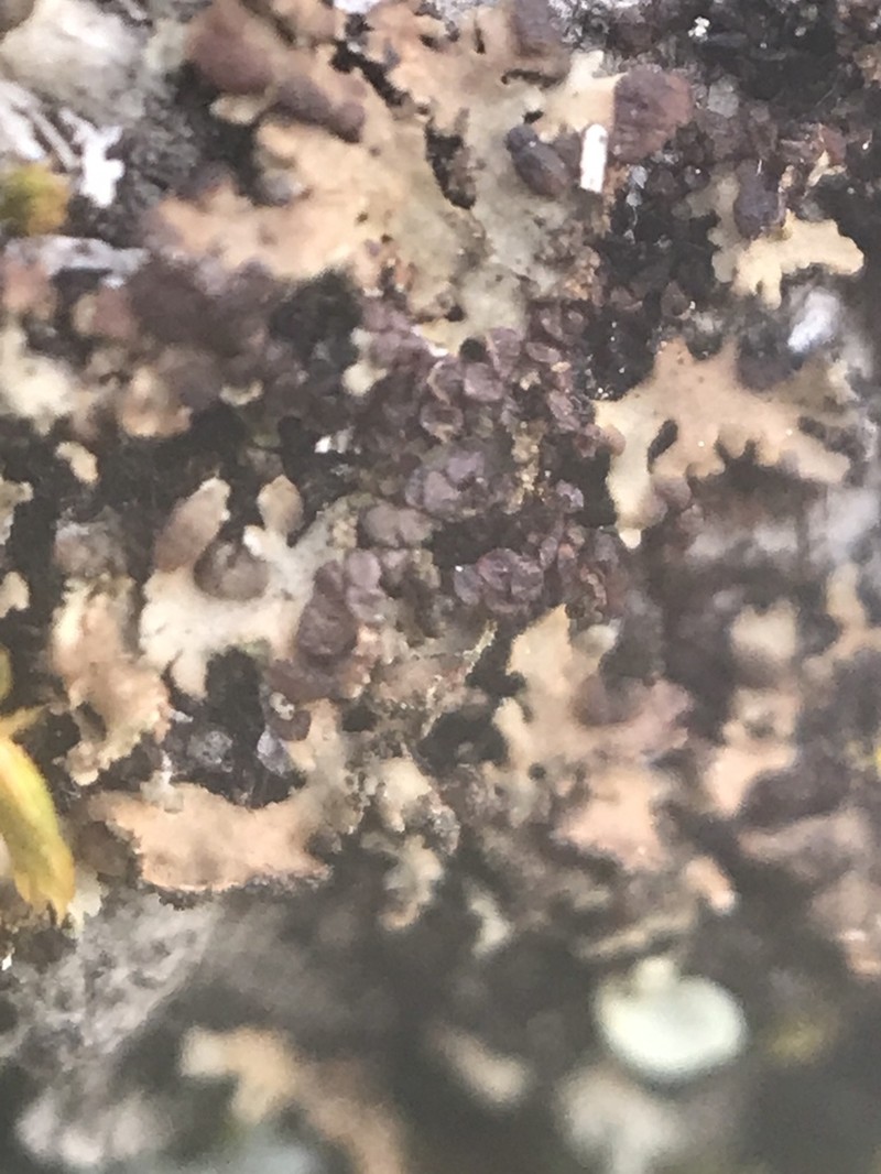 Frullania californica photo 4