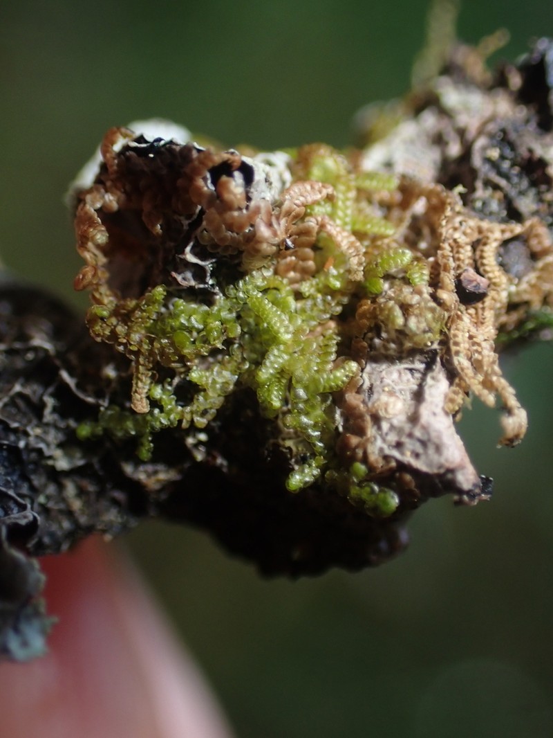 Frullania californica photo 6