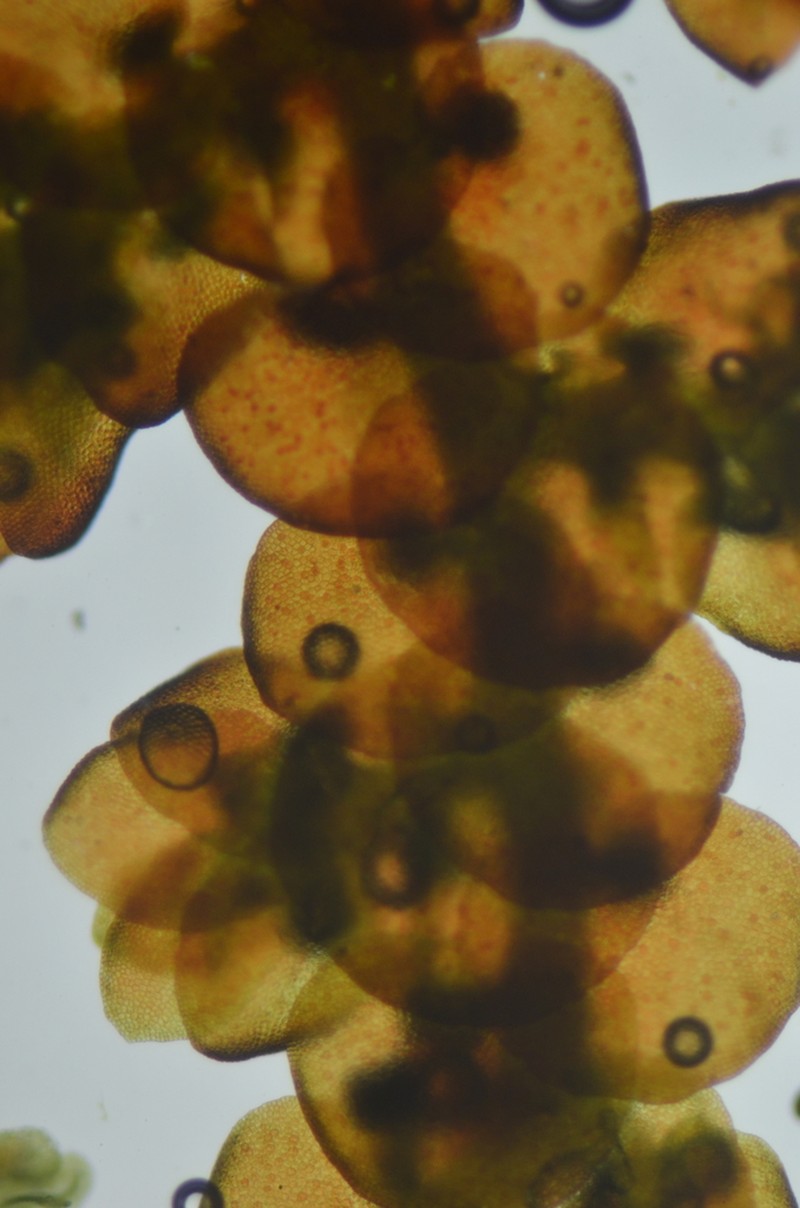 Frullania californica photo 7