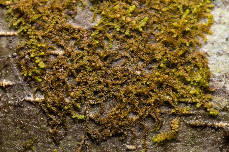 Frullania californica photo 8