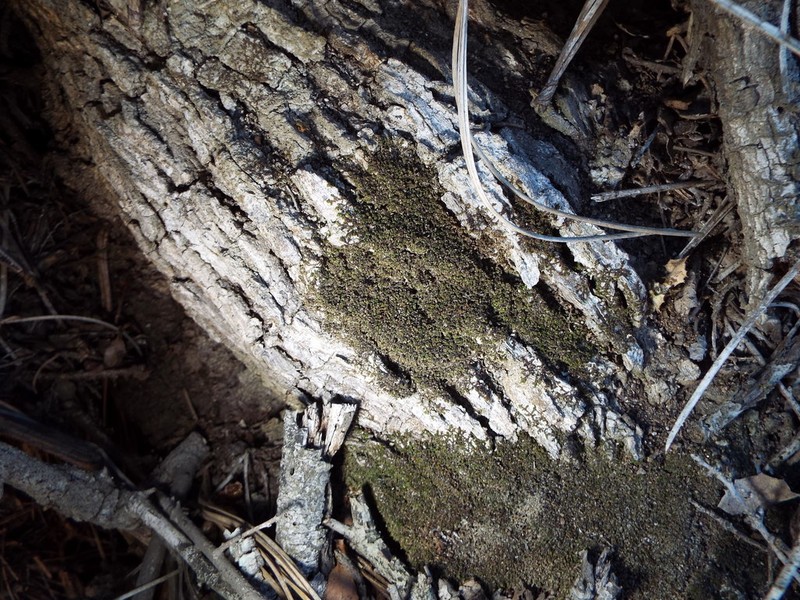 Frullania catalinae