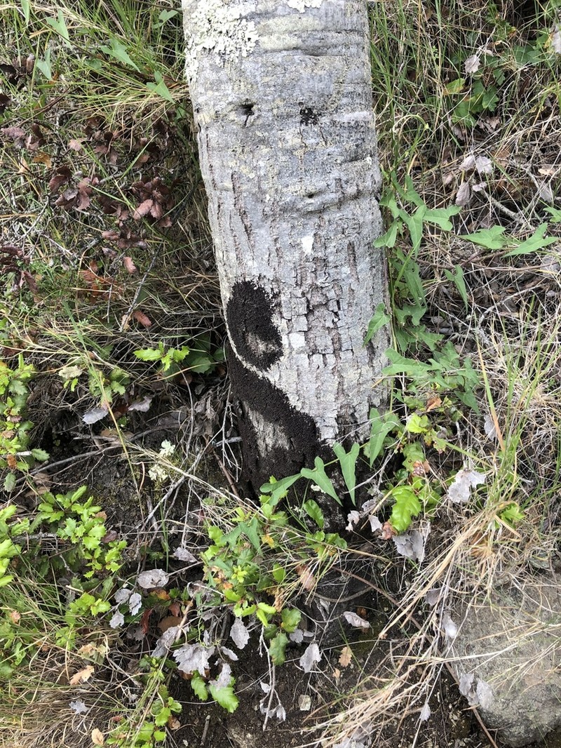 Frullania catalinae photo 2