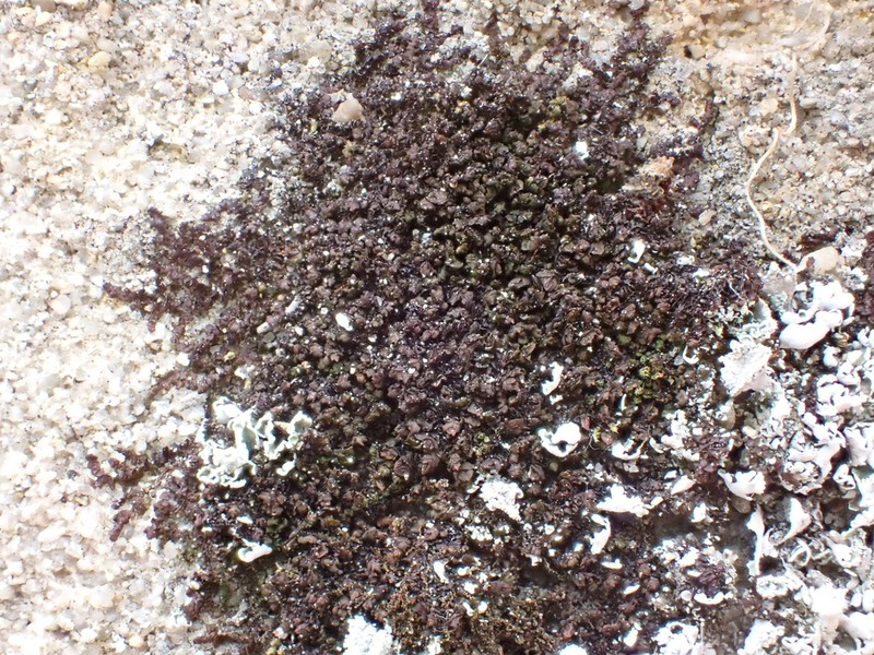 Frullania catalinae photo 3