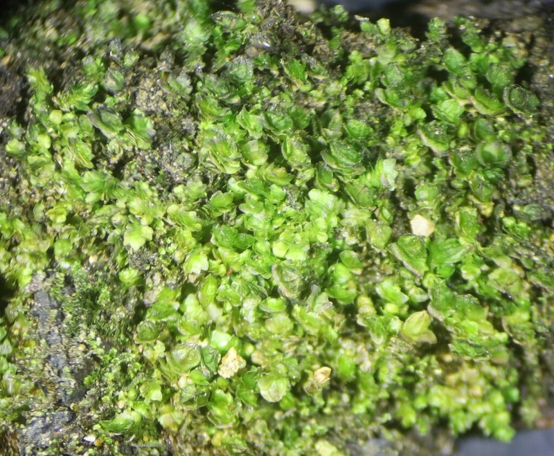Frullania catalinae photo 4