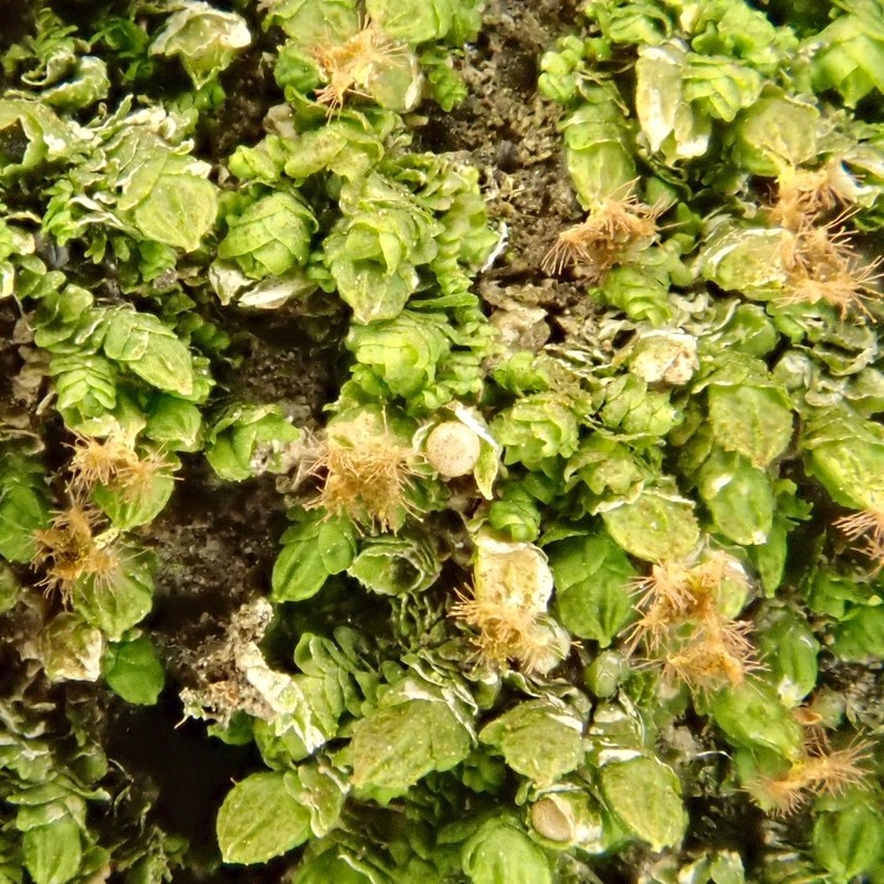 Frullania catalinae photo 5