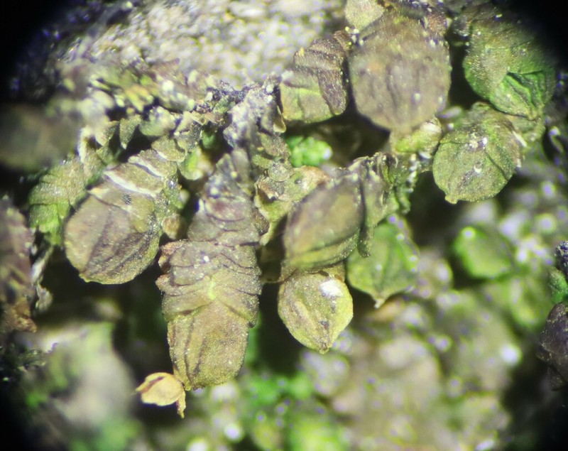 Frullania catalinae photo 6