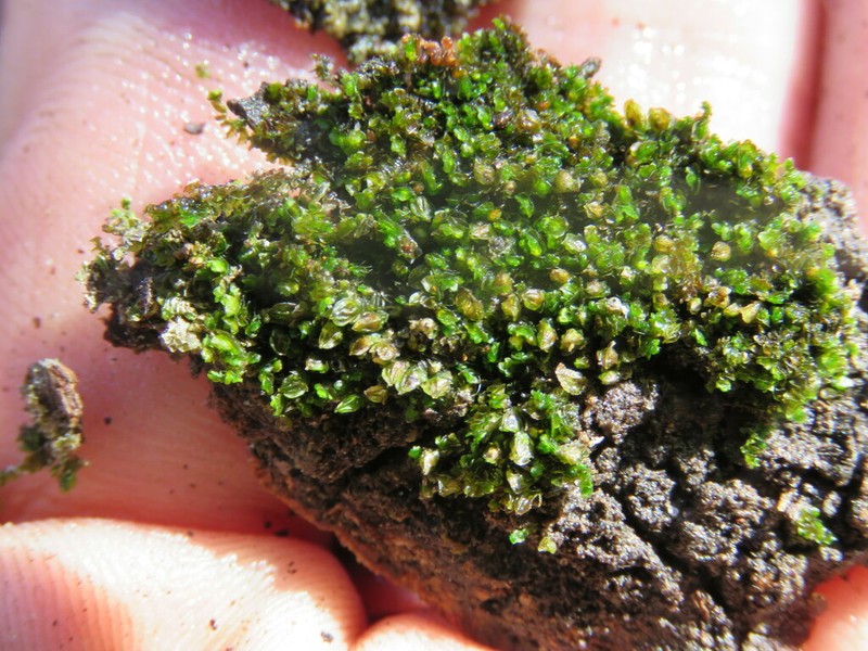 Frullania catalinae photo 7