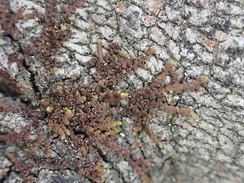 Frullania catalinae photo 8