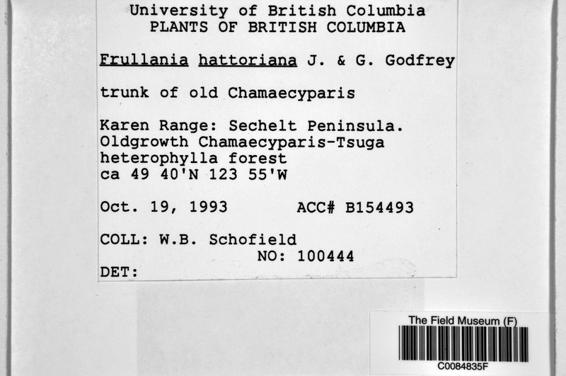 Frullania chilcootiensis photo 2