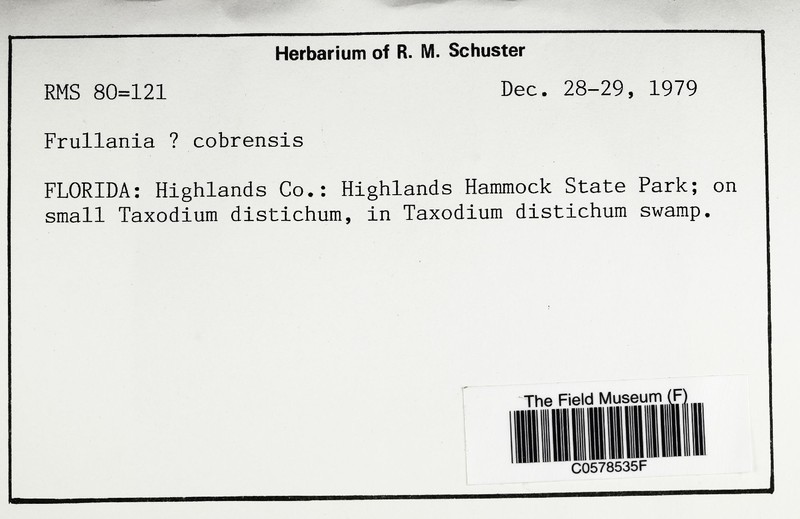 Frullania cobrensis photo 2