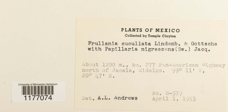 Frullania cucullata