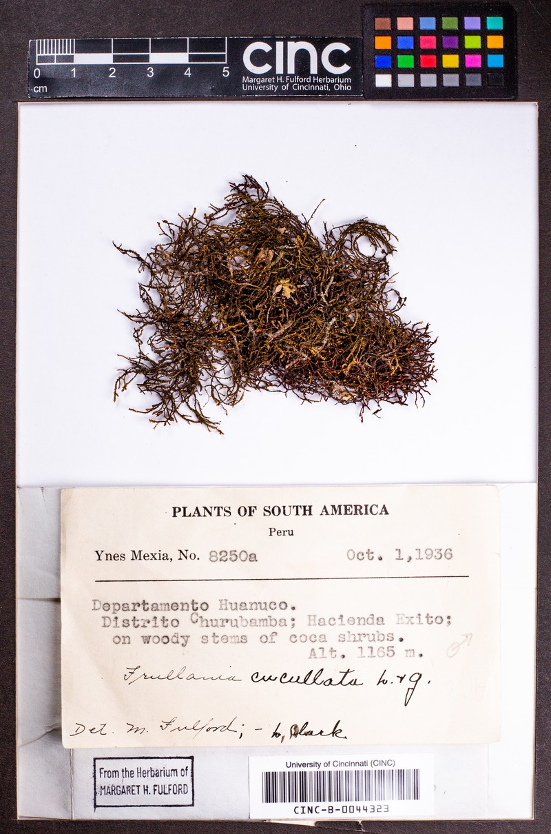Frullania cucullata photo 2