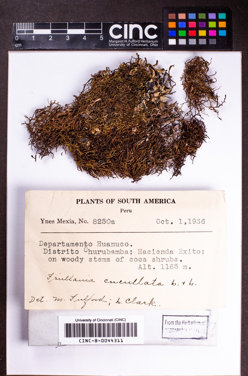 Frullania cucullata photo 3