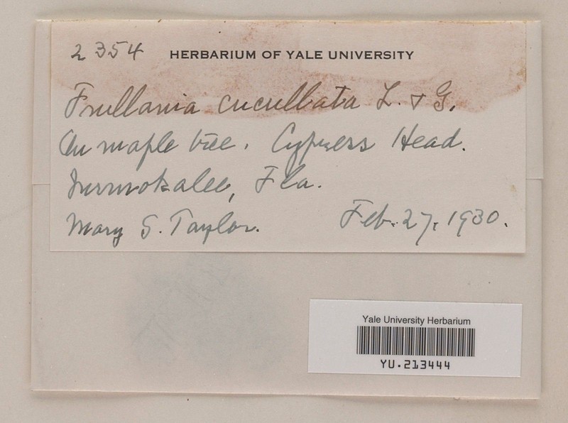Frullania cucullata photo 4