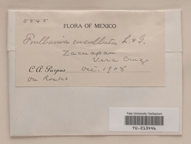 Frullania cucullata photo 5