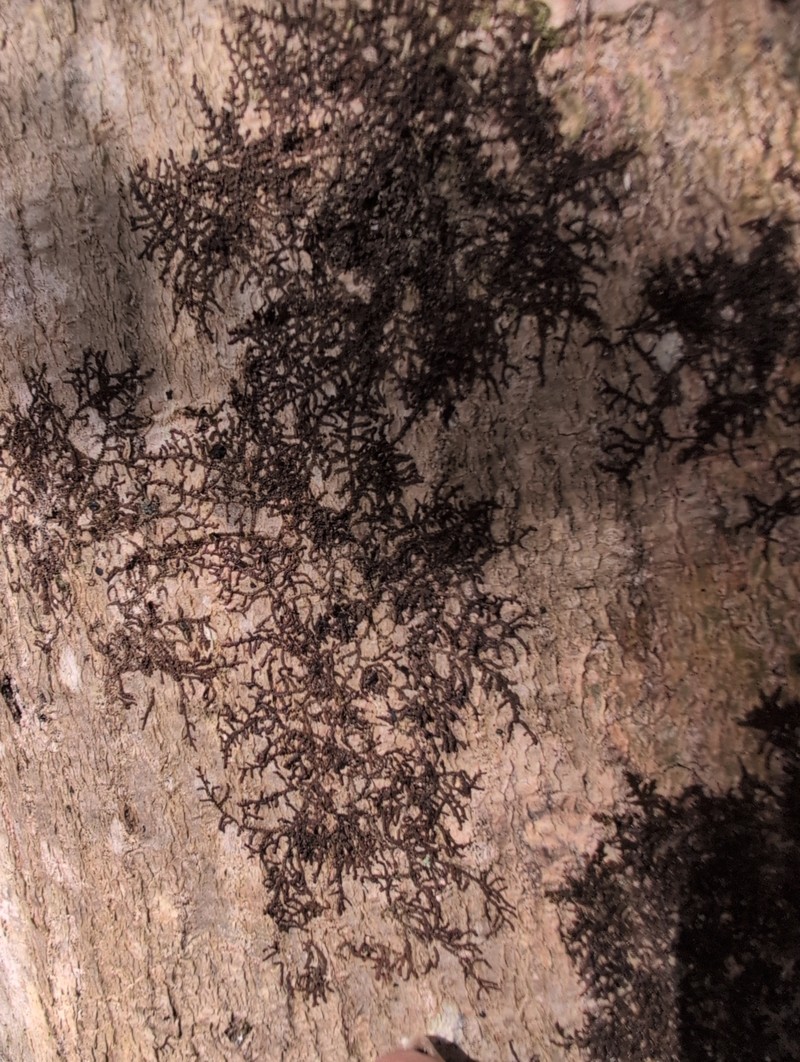 Frullania donnellii photo 4