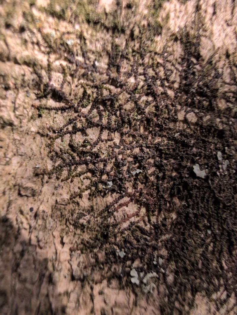 Frullania donnellii photo 5