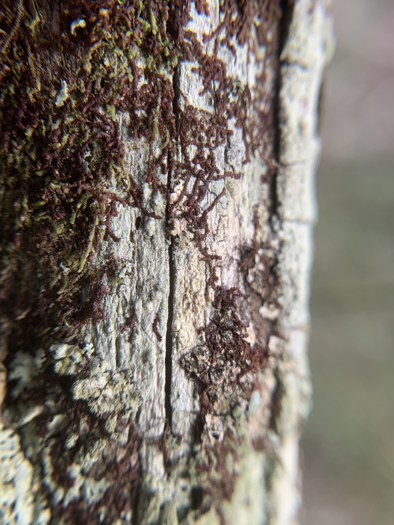 Frullania donnellii photo 6