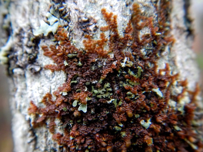 Frullania eboracensis