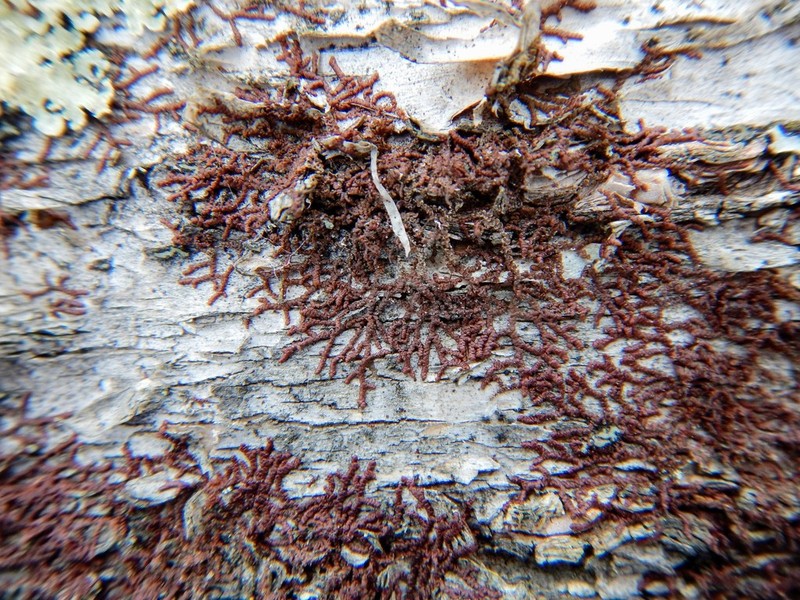 Frullania eboracensis photo 2