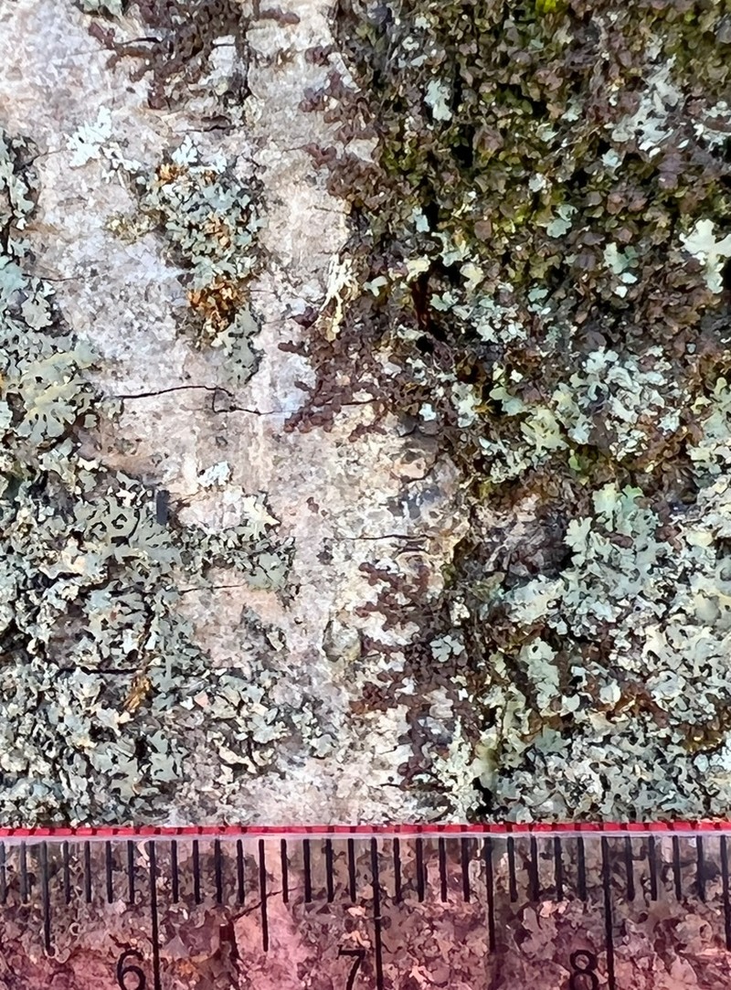 Frullania eboracensis photo 3