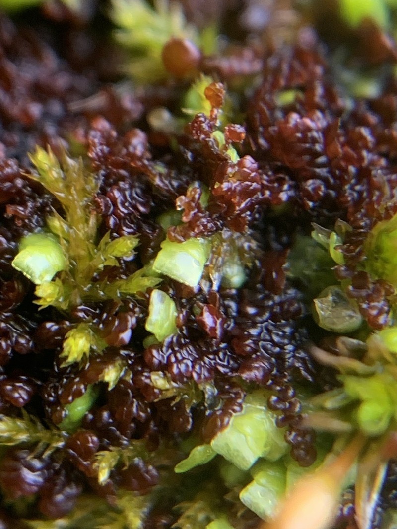 Frullania eboracensis photo 4