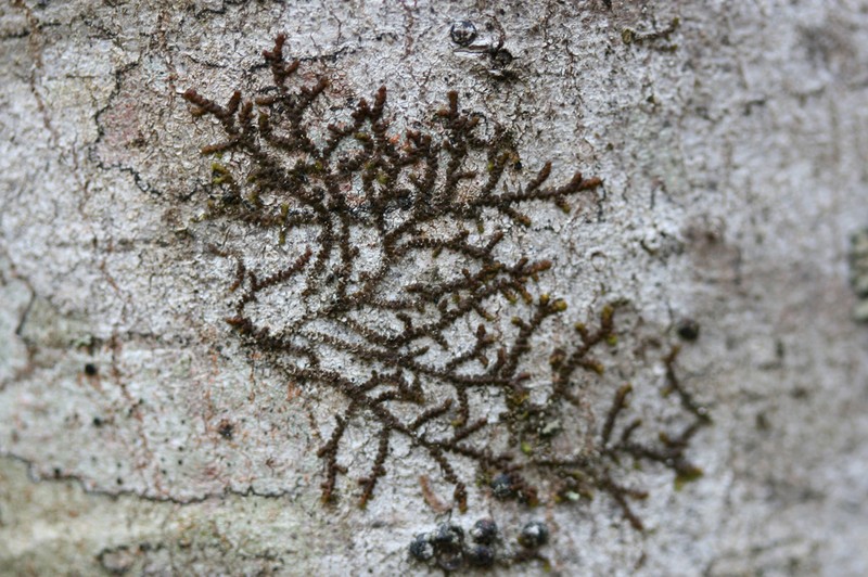 Frullania eboracensis photo 5