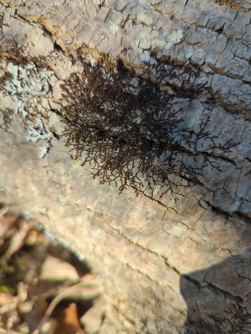Frullania eboracensis photo 6
