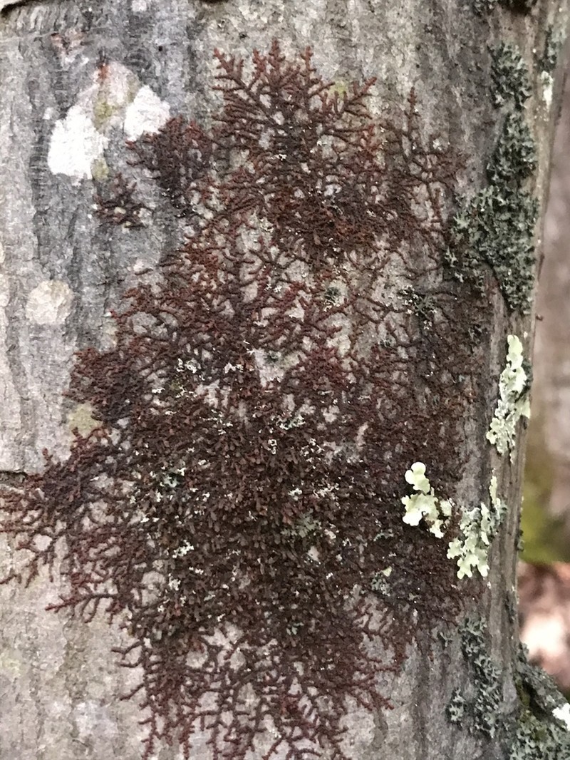 Frullania eboracensis photo 7