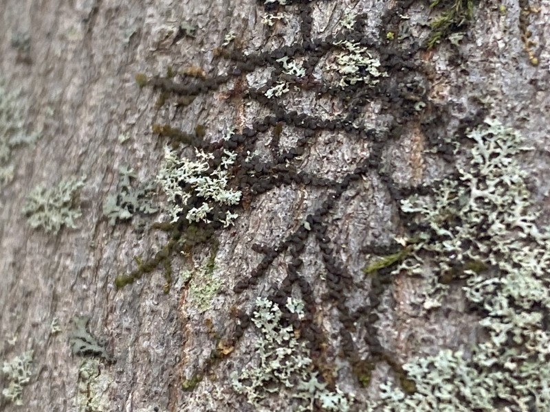 Frullania eboracensis photo 8
