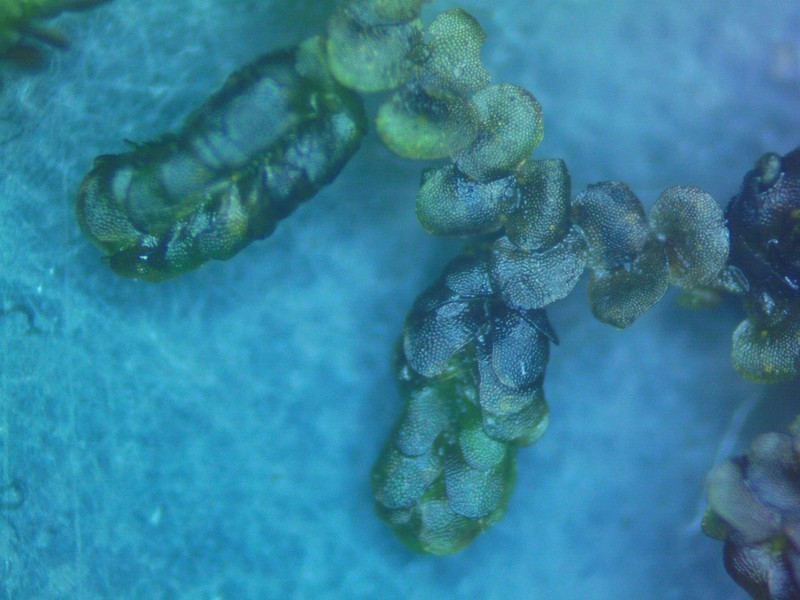 Frullania ericoides