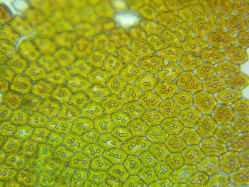 Frullania ericoides photo 2