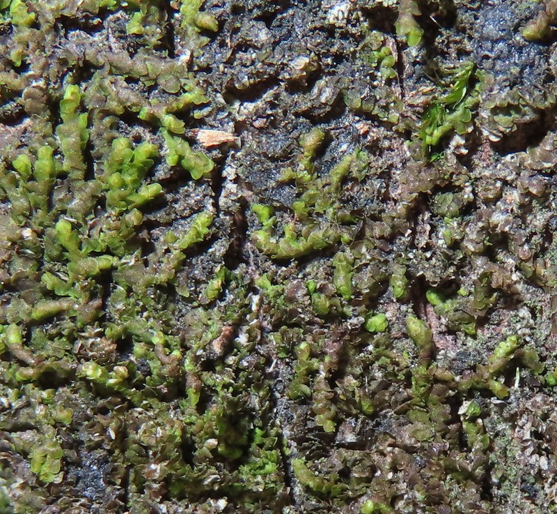 Frullania ericoides photo 3