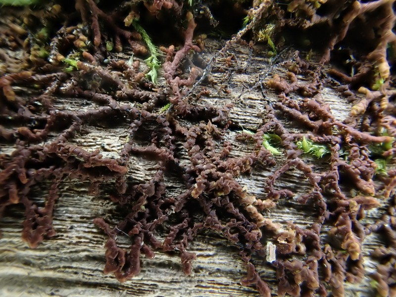 Frullania ericoides photo 4