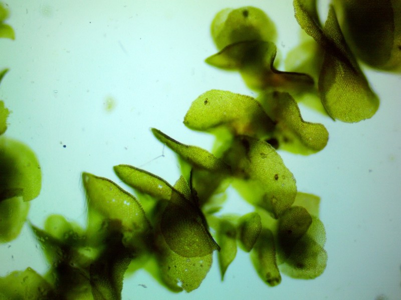 Frullania ericoides photo 5